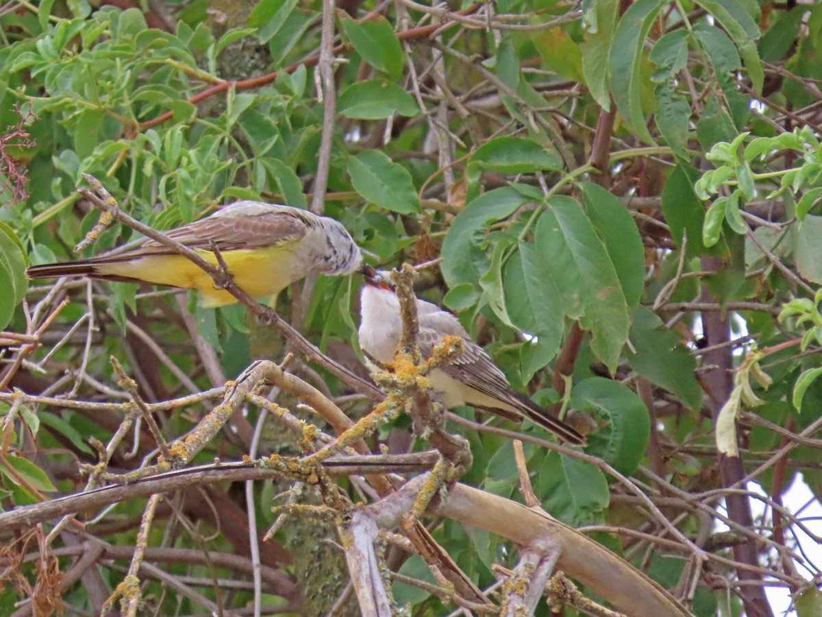 Western Kingbird - ML465406611