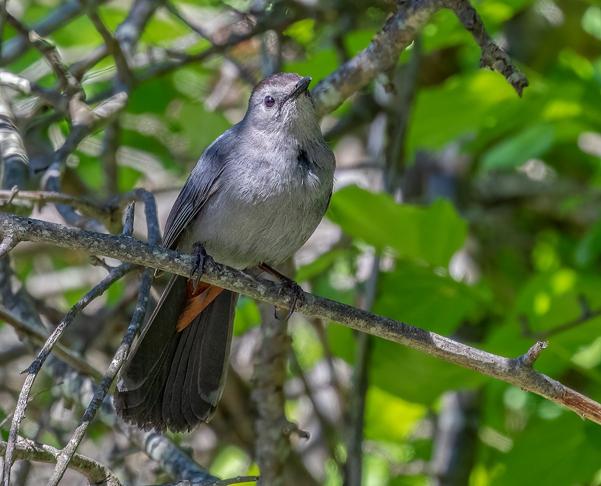 Gray Catbird - Iris Kilpatrick