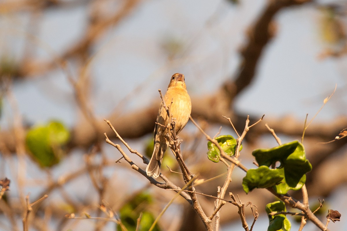 Blue Grosbeak - Antonio Martinez Hirtz