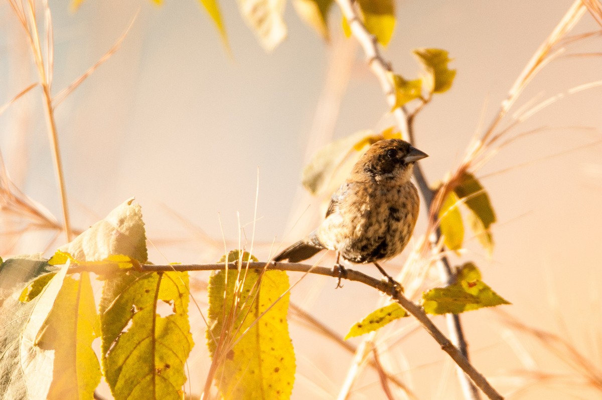 Blue-black Grassquit - ML46540951