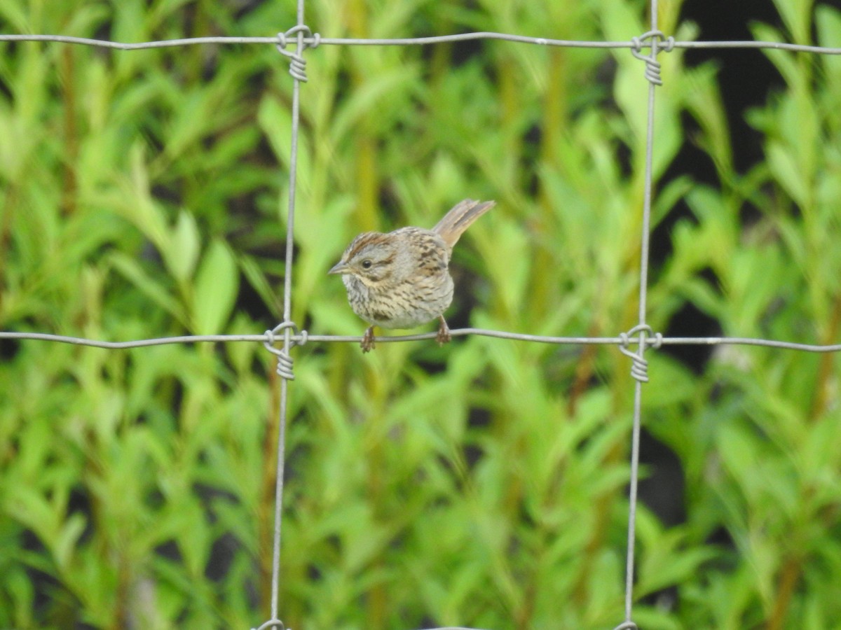 Lincoln's Sparrow - ML465410571