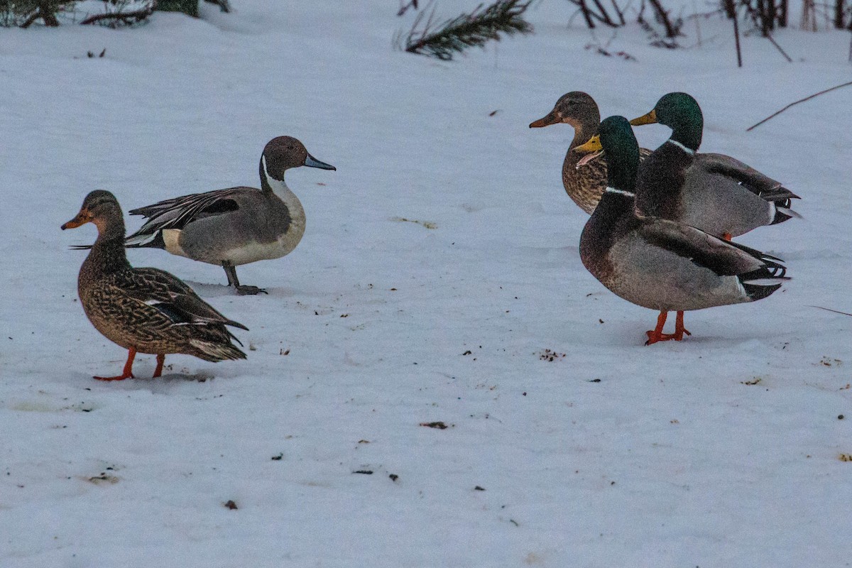 Northern Pintail - ML46541231