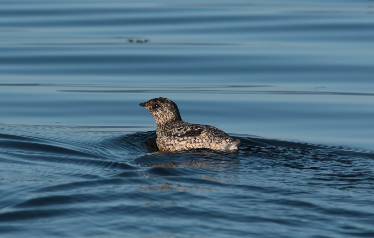 Kittlitz's Murrelet - ML465412371