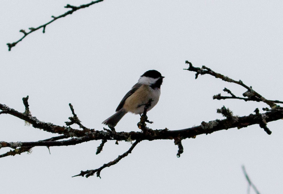 Black-capped Chickadee - ML46541311