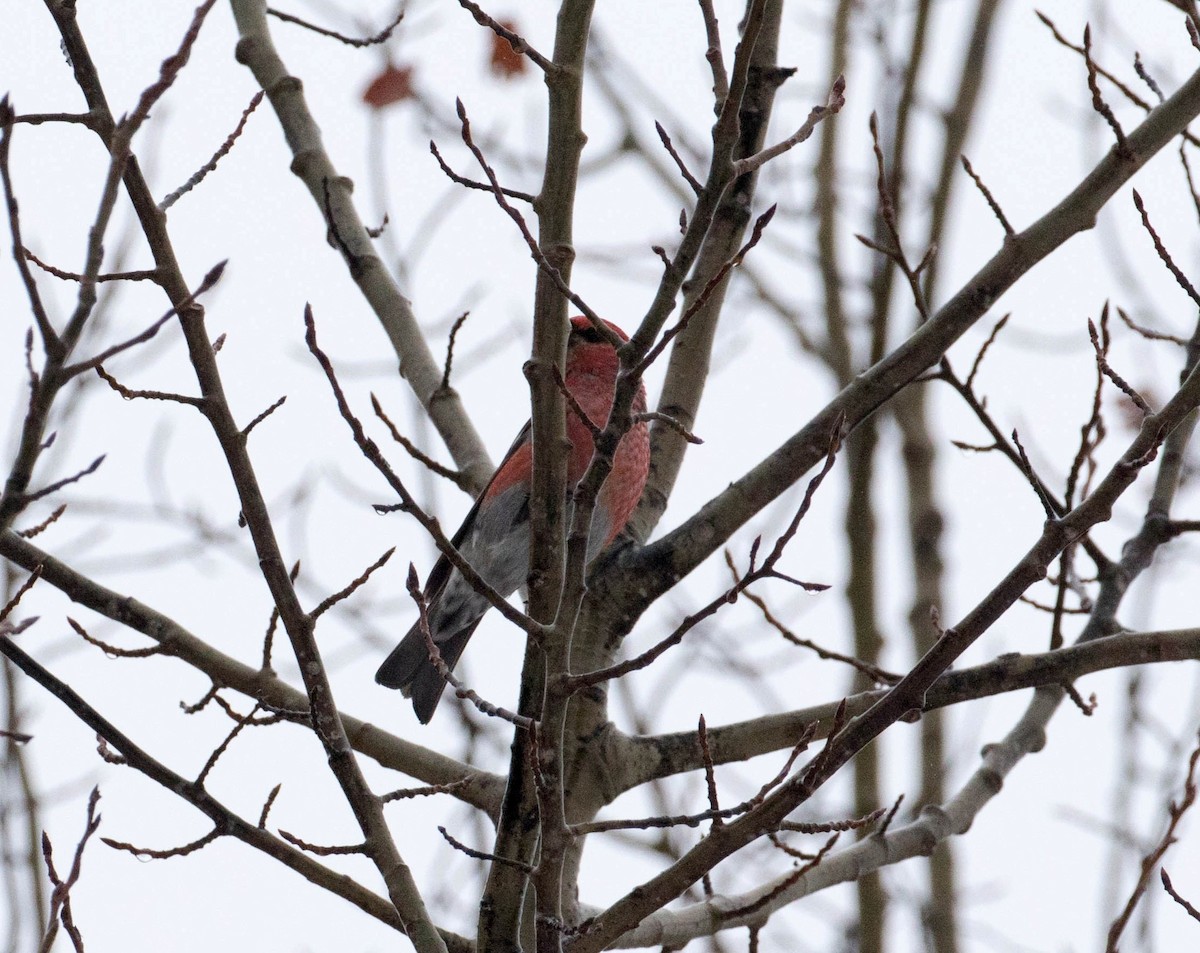Pine Grosbeak - ML46541351