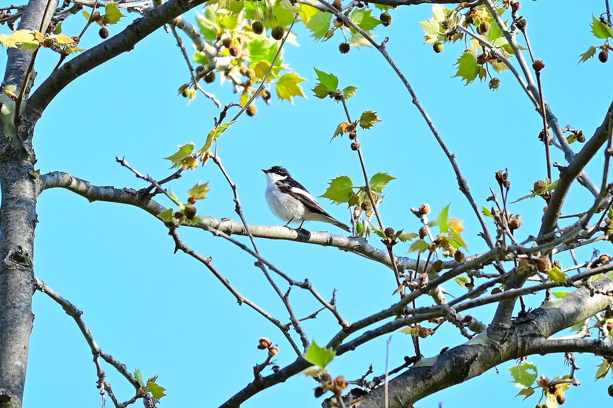 European Pied Flycatcher - ML465415231