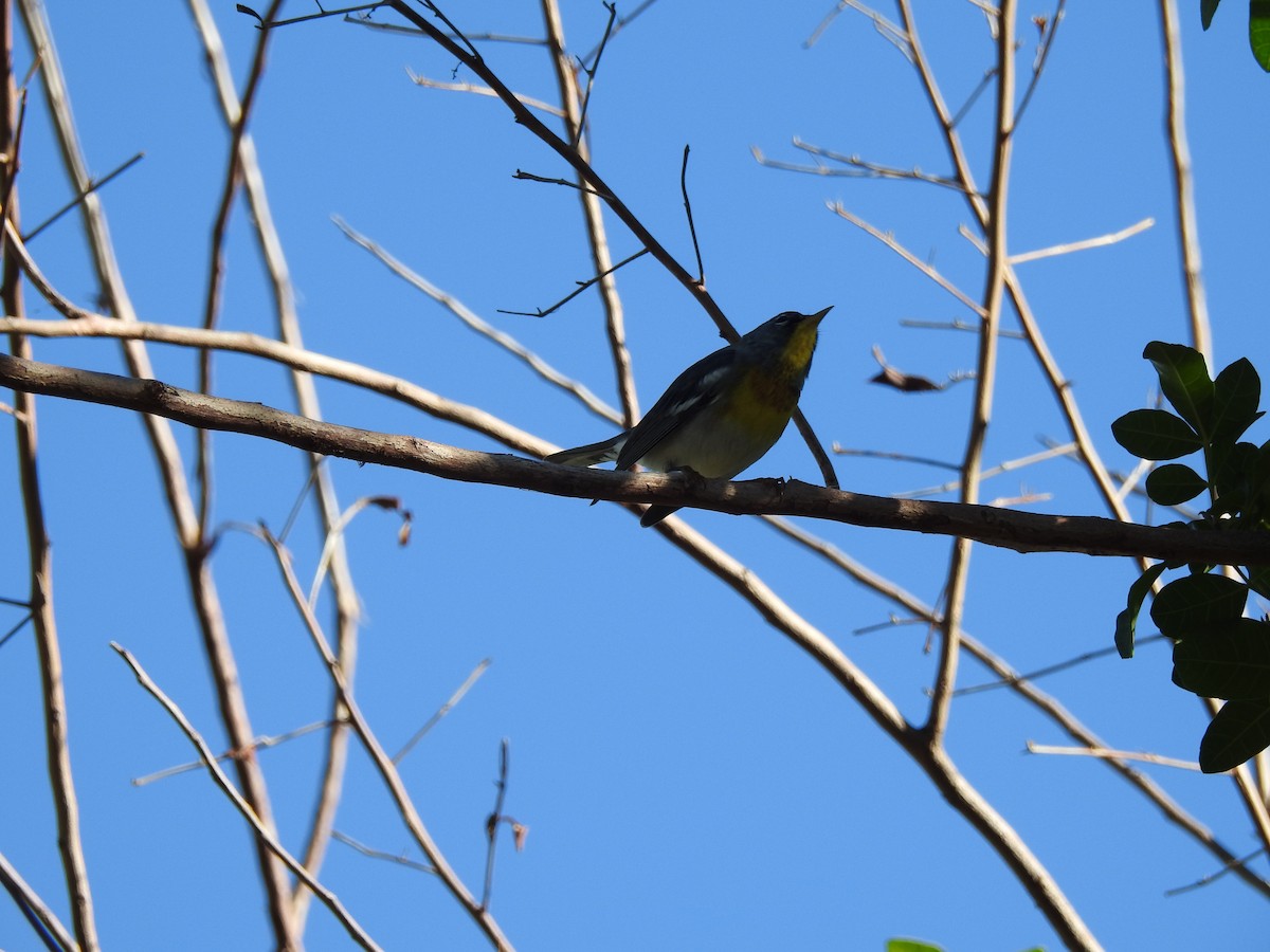 Northern Parula - Linda J. Barry