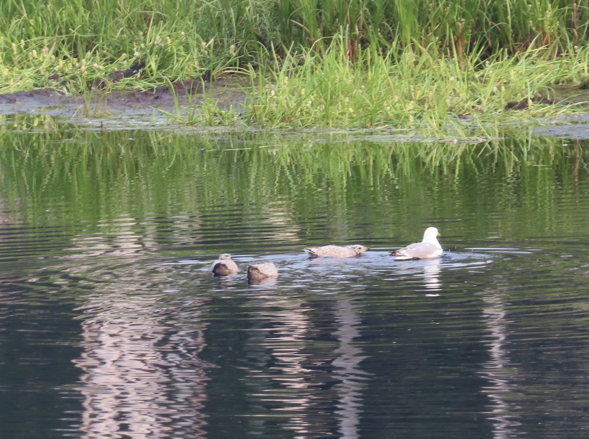 Short-billed Gull - ML465417751