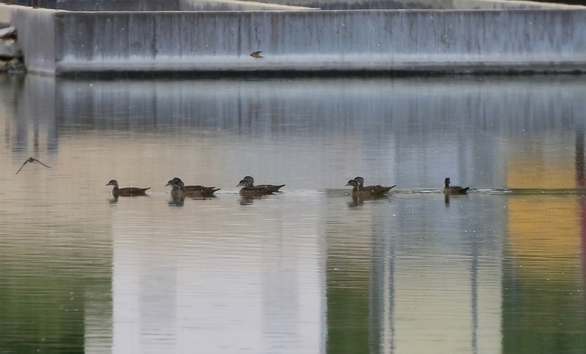 Wood Duck - ML465418891