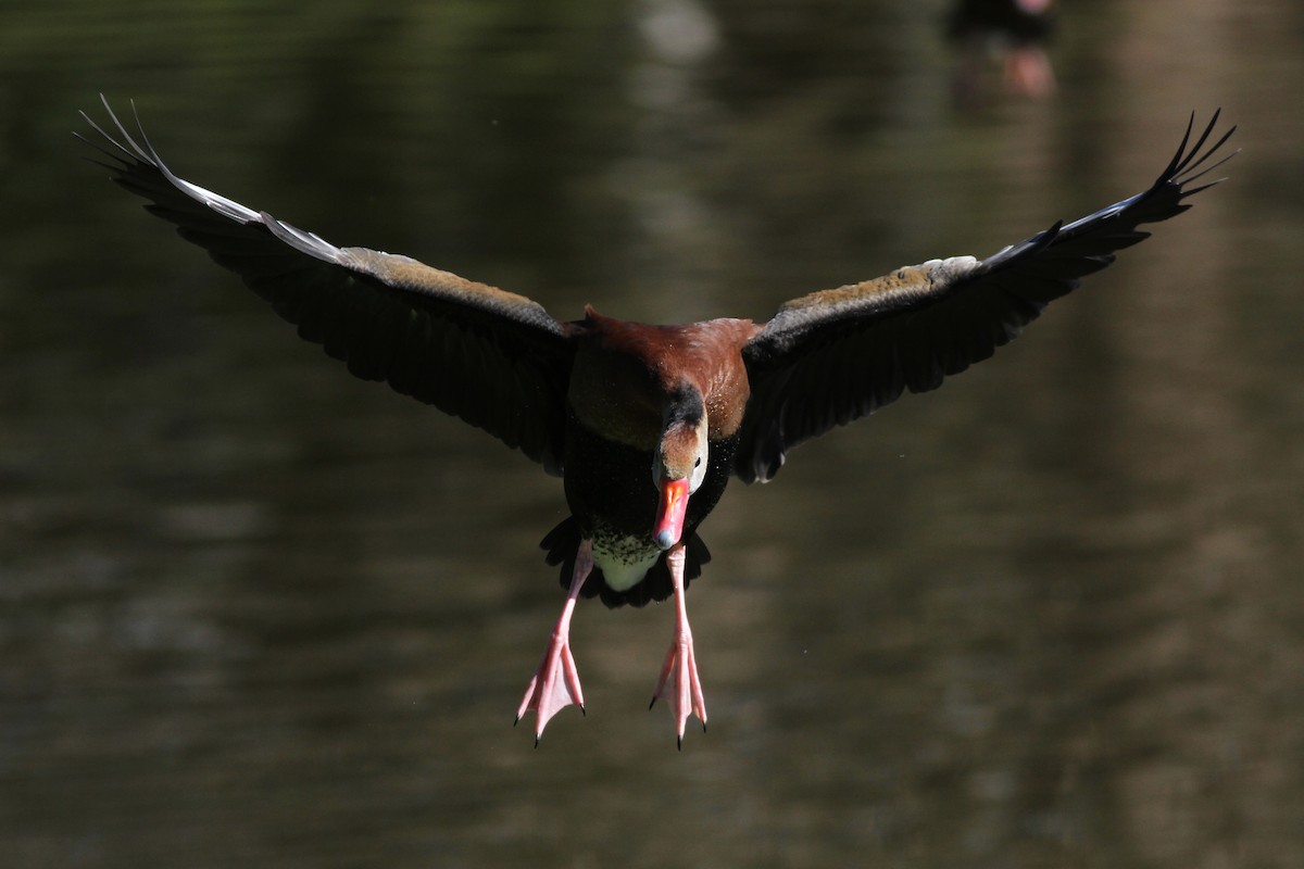 アカハシリュウキュウガモ（fulgens） - ML46541991