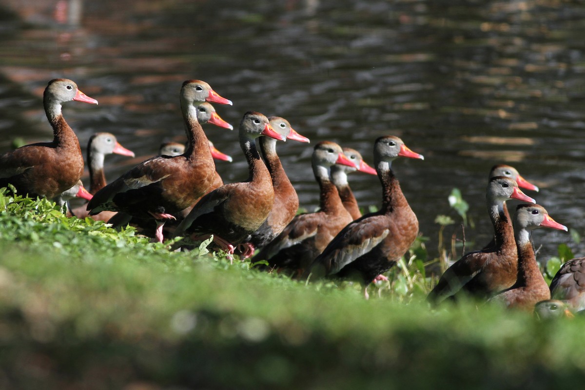 アカハシリュウキュウガモ（fulgens） - ML46542001