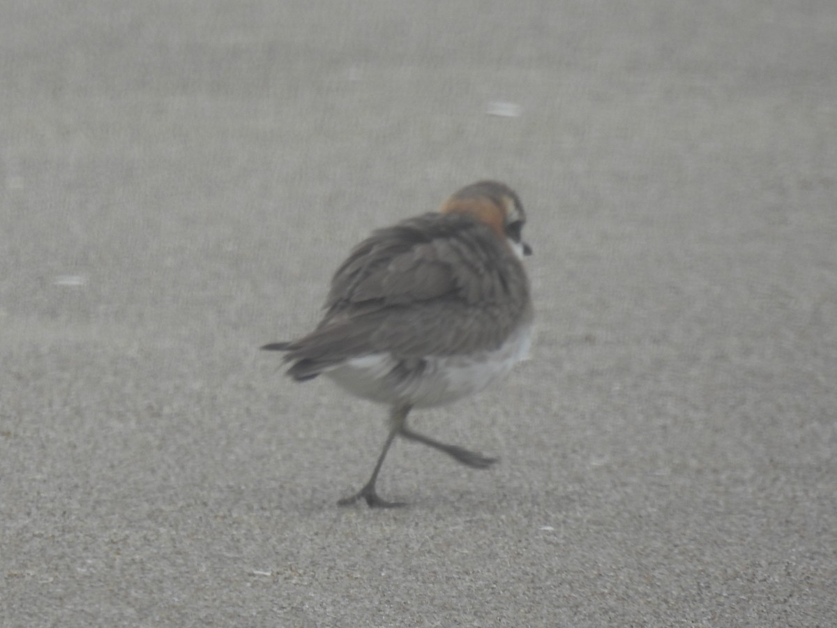 Siberian Sand-Plover - ML465420261