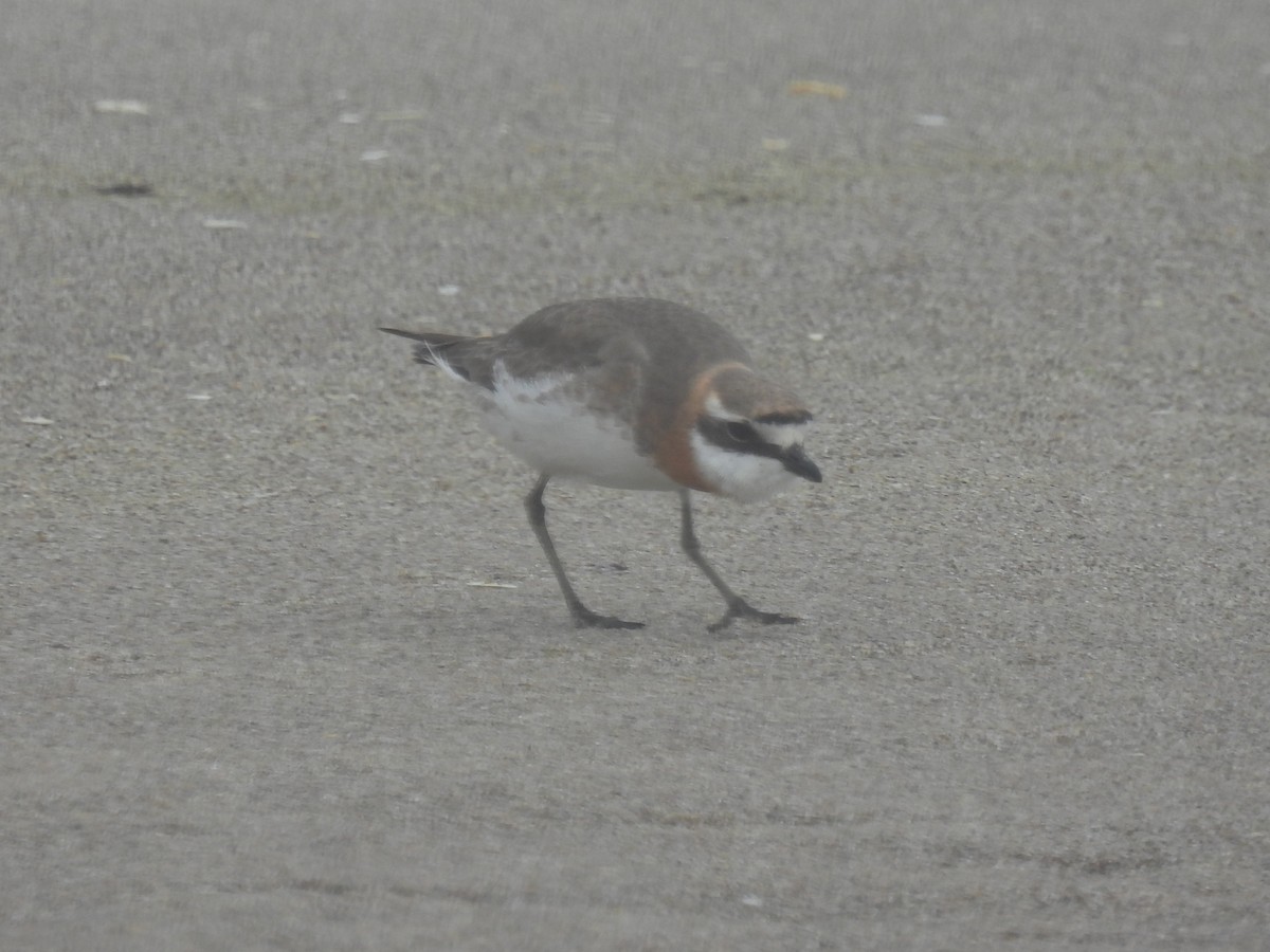 Siberian Sand-Plover - ML465420281