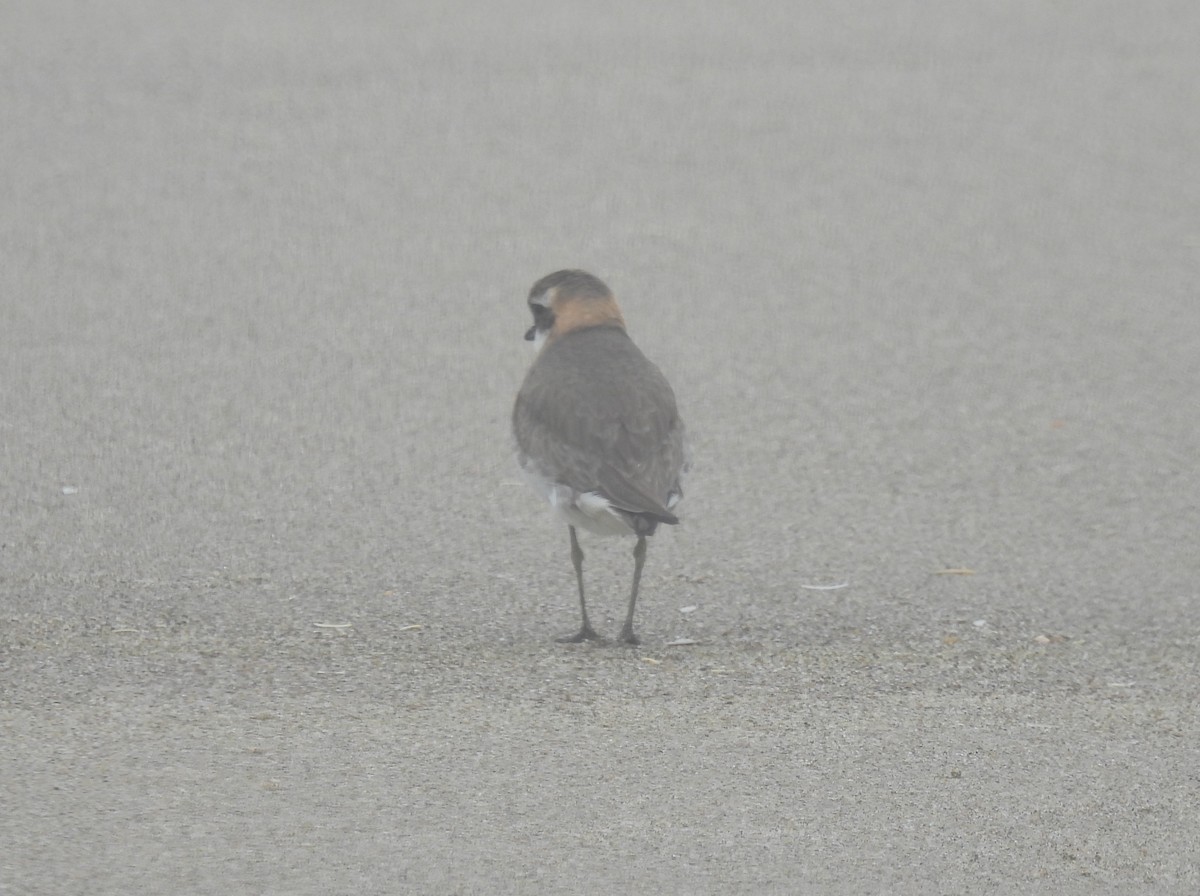 Siberian Sand-Plover - ML465420331