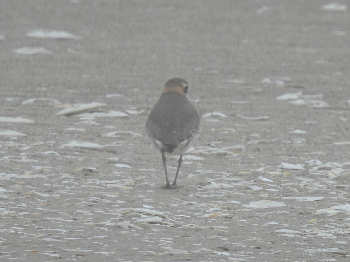 Siberian Sand-Plover - ML465420361