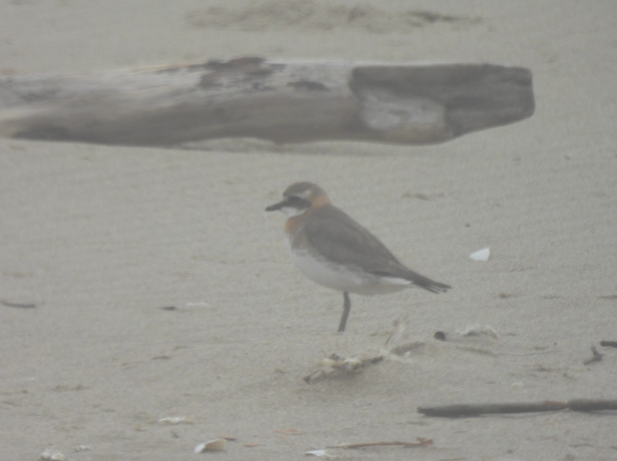 Siberian Sand-Plover - ML465420371