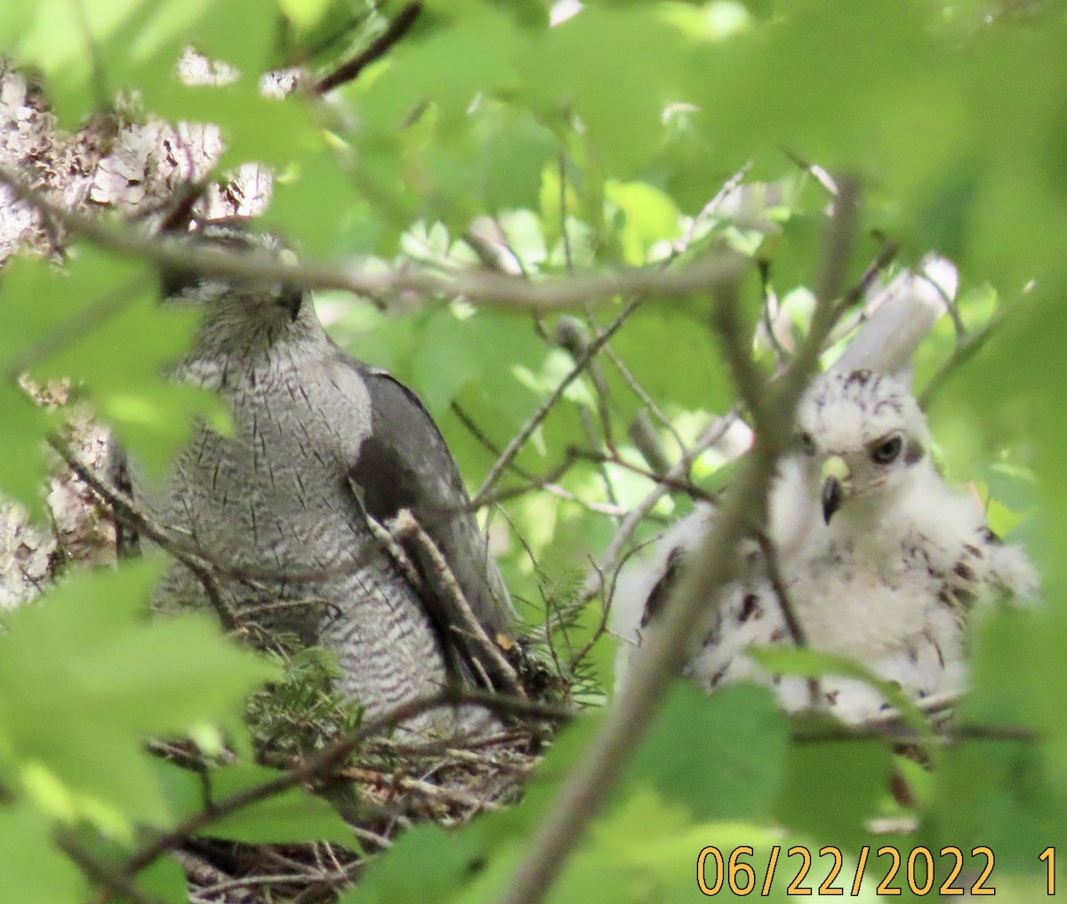 American Goshawk - ML465422181