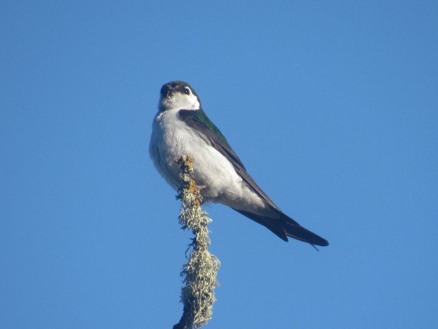 Violet-green Swallow - ML465423561