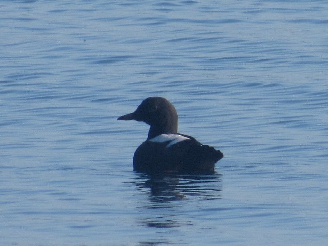 Pigeon Guillemot - ML465424101