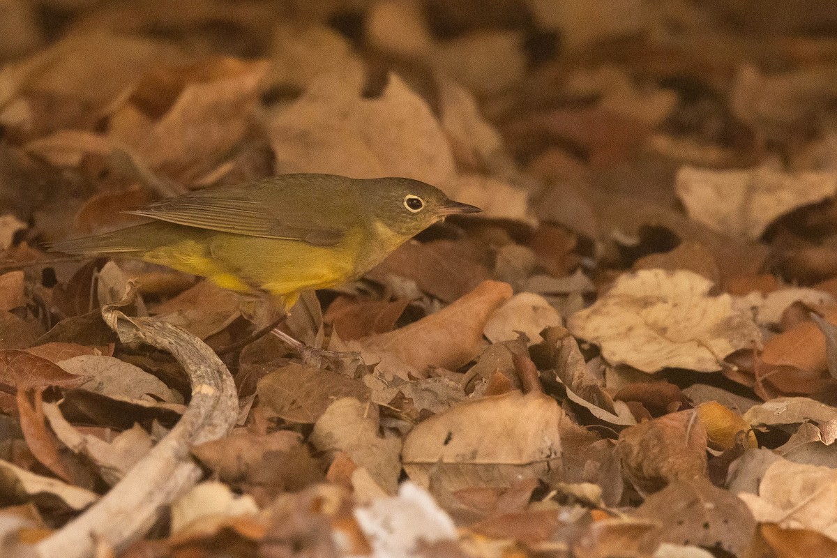 Connecticut Warbler - ML465424171