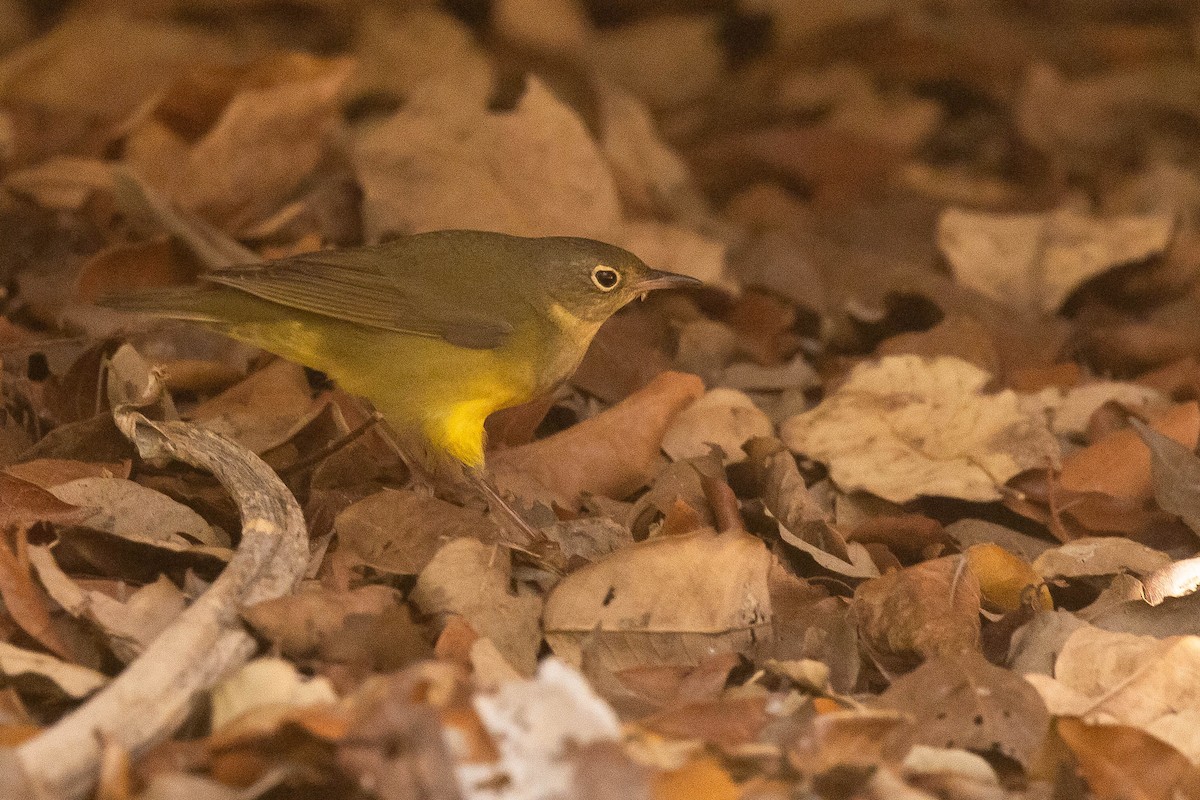 Connecticut Warbler - ML465424181