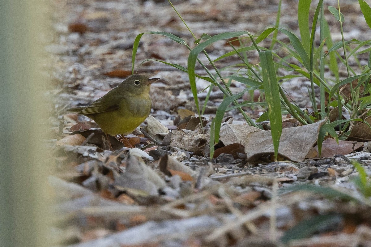 Connecticut Warbler - ML465424191