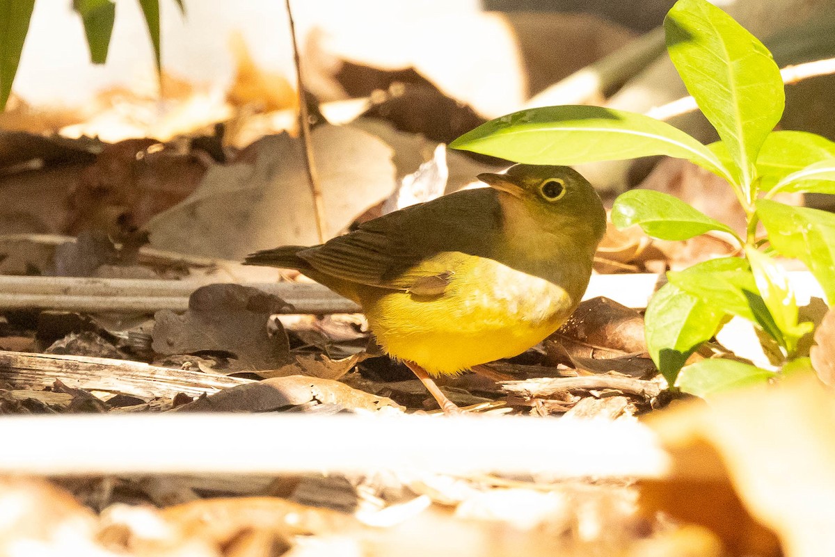 Connecticut Warbler - ML465424201