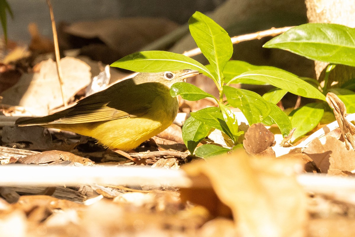 Connecticut Warbler - ML465424251