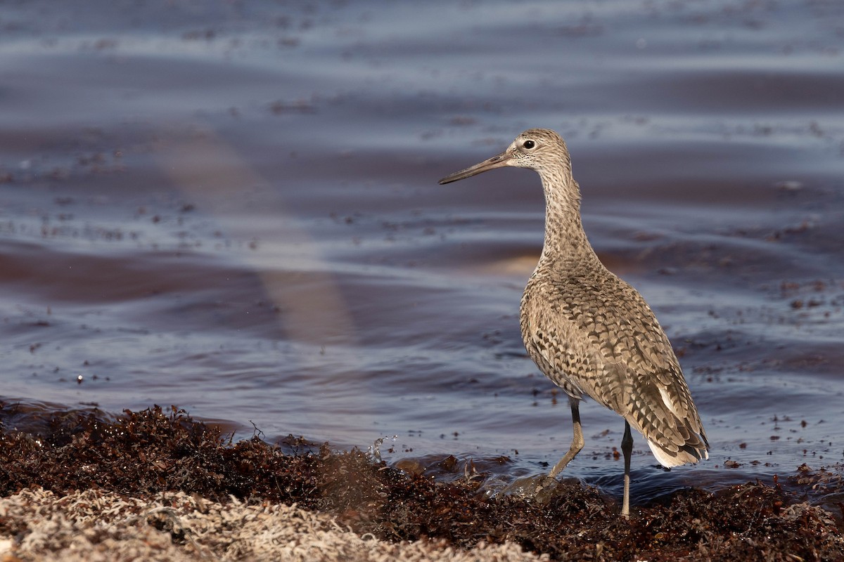 Willet - Doug Gochfeld