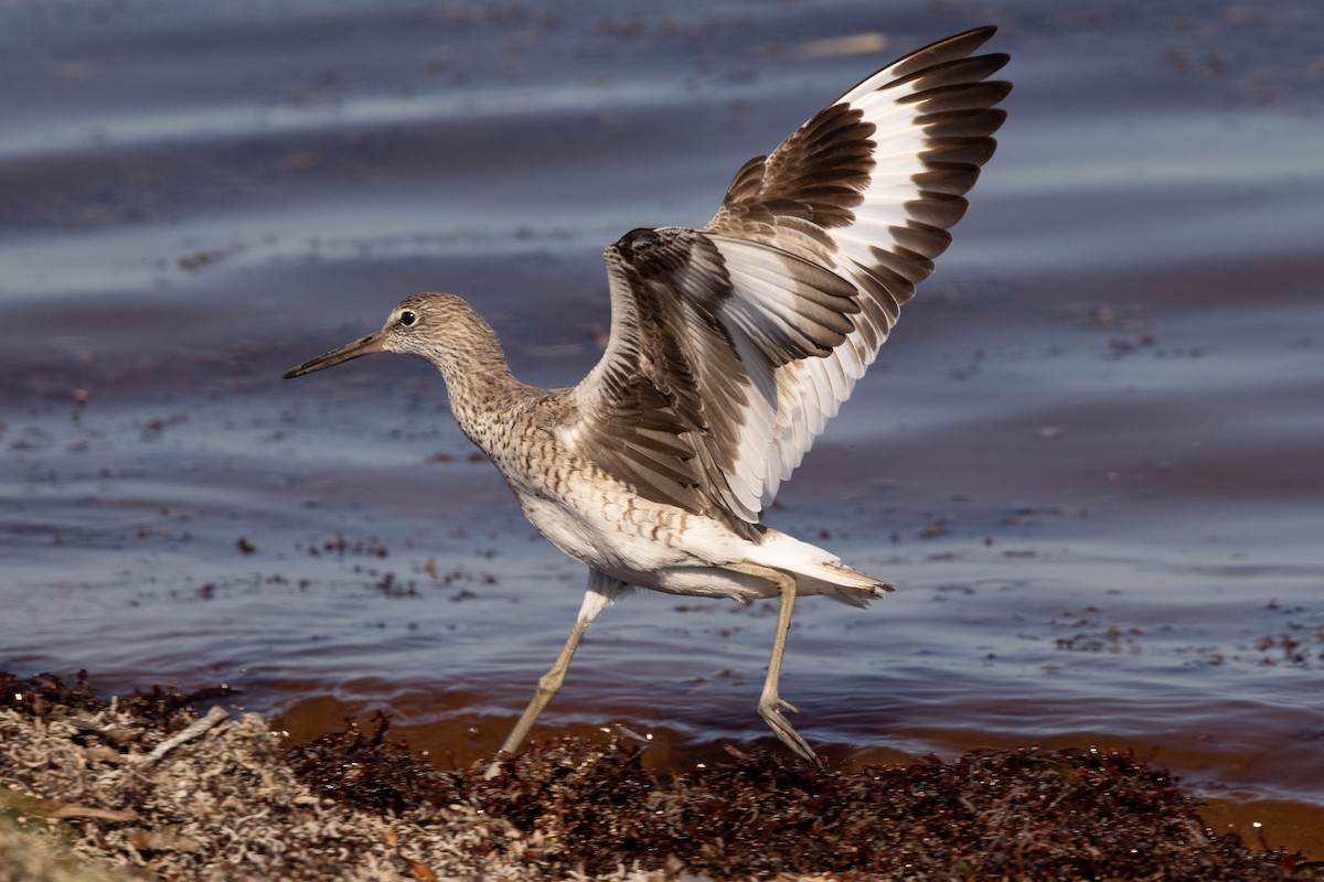 Willet - Doug Gochfeld