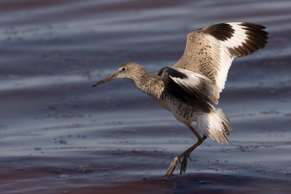 Willet - ML465424811