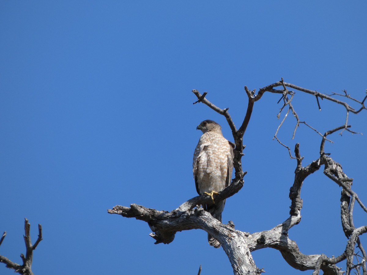 Cooper's Hawk - Bob Zweigler