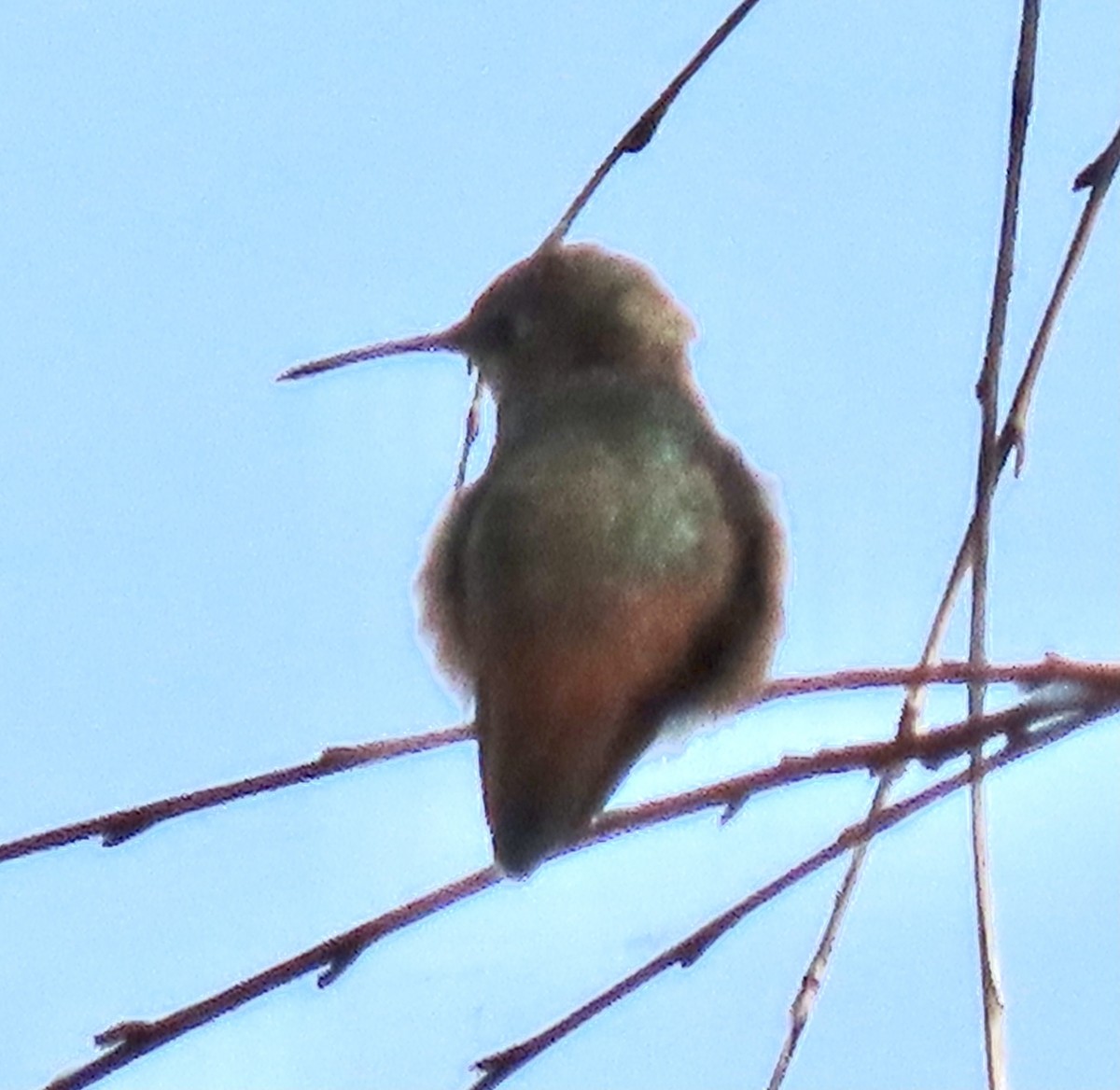 Allen's Hummingbird - ML465425341