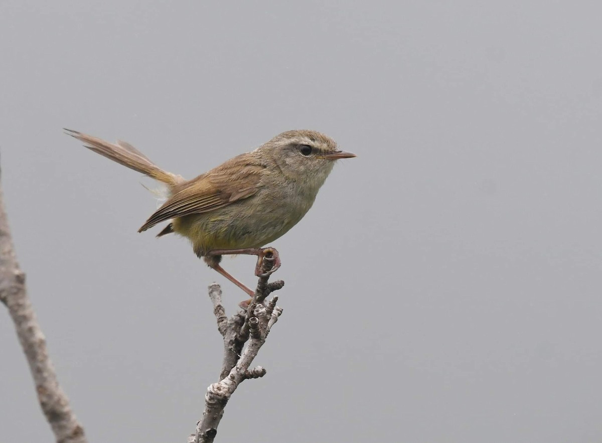 Brownish-flanked Bush Warbler - ML465426121