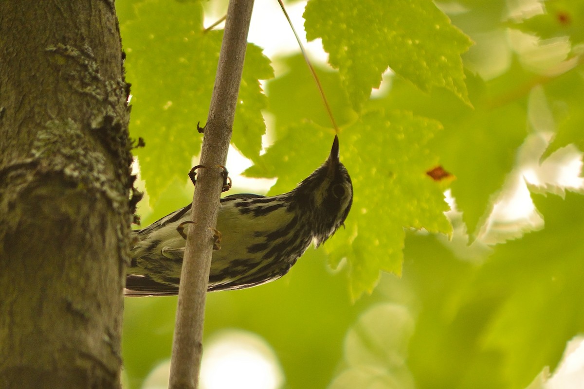 Black-and-white Warbler - Rodney Crice