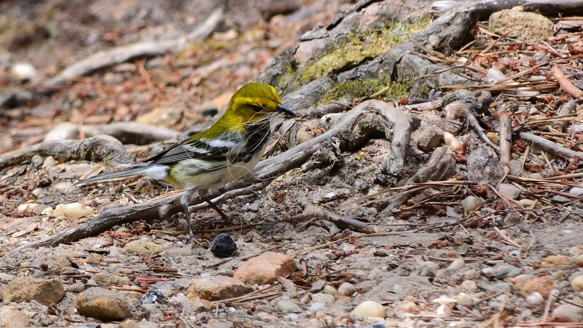 Grünmantel-Waldsänger - ML46542731