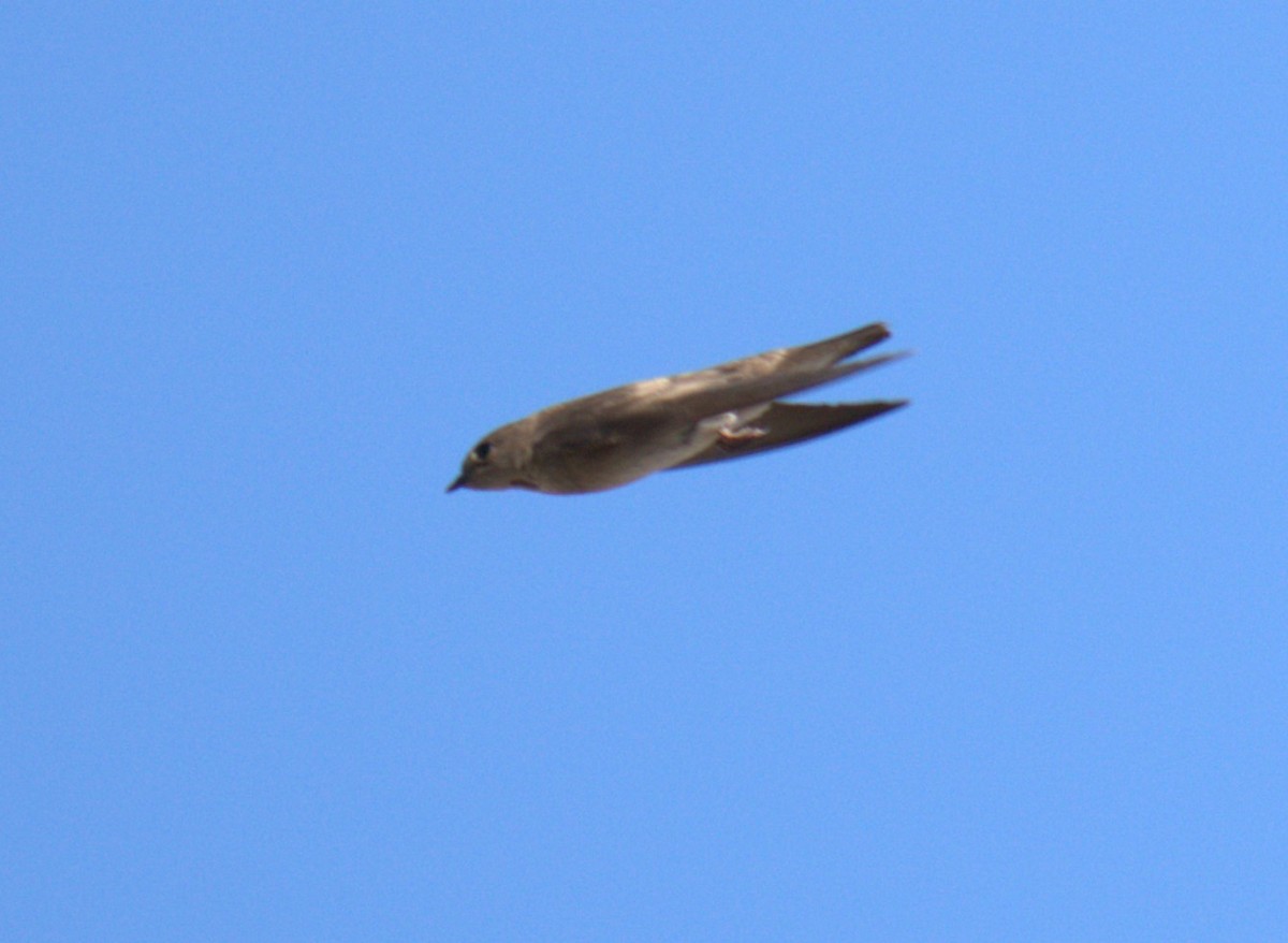 Golondrina Aserrada - ML465427891