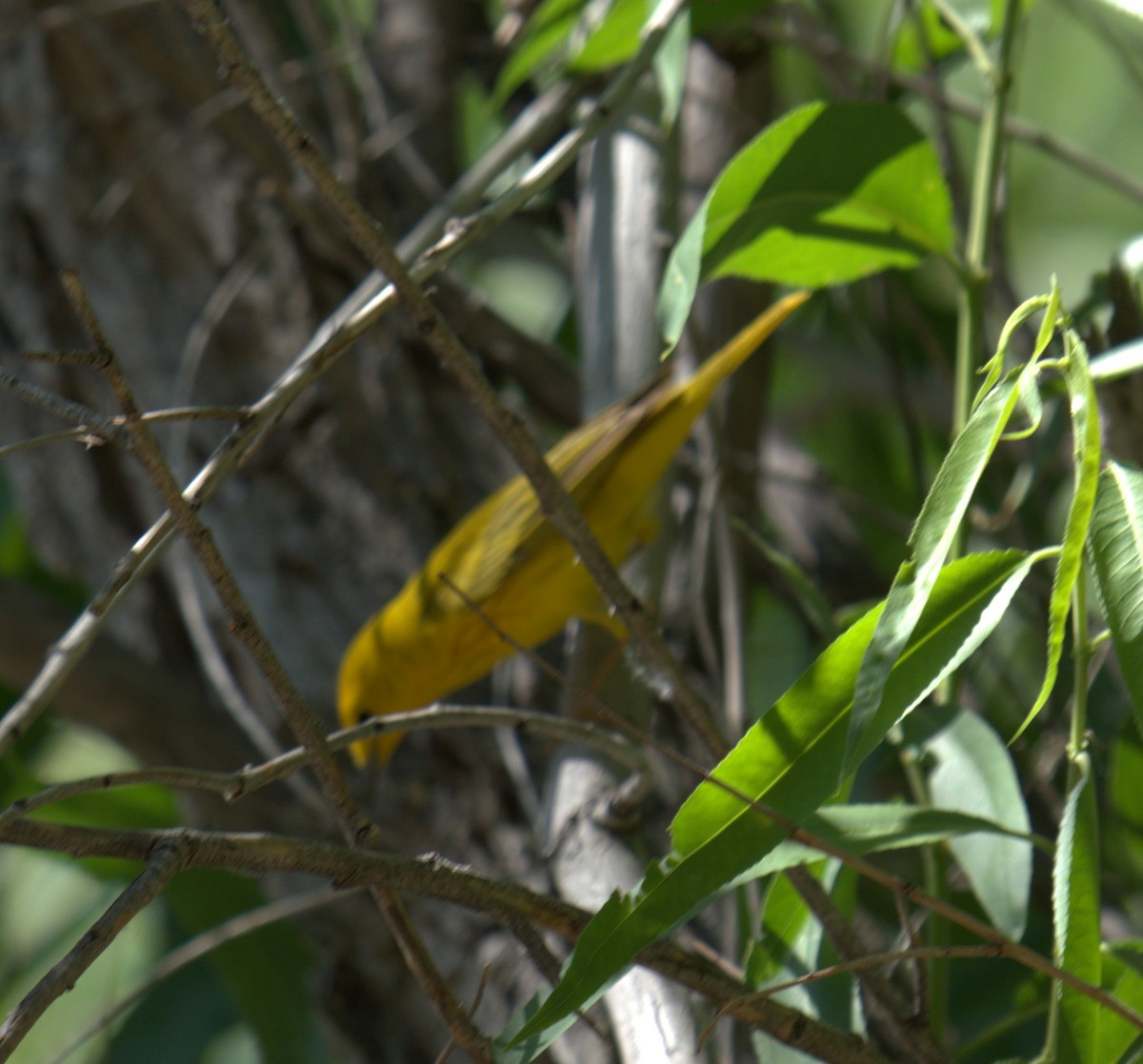 Yellow Warbler - ML465428121