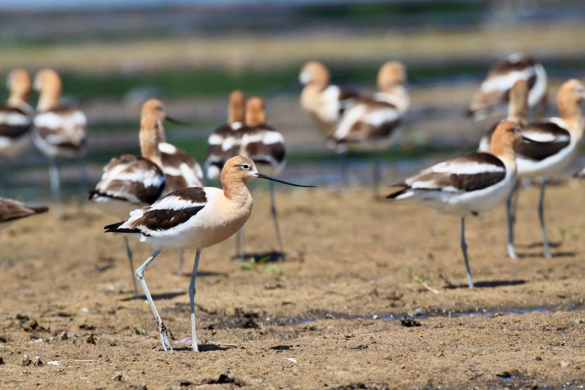 American Avocet - ML465428141