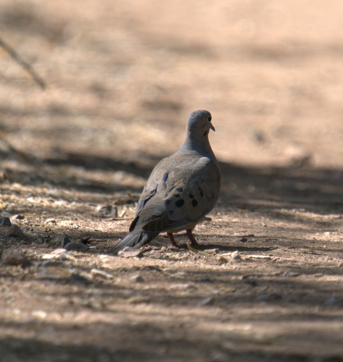 Mourning Dove - Cindy & Gene Cunningham