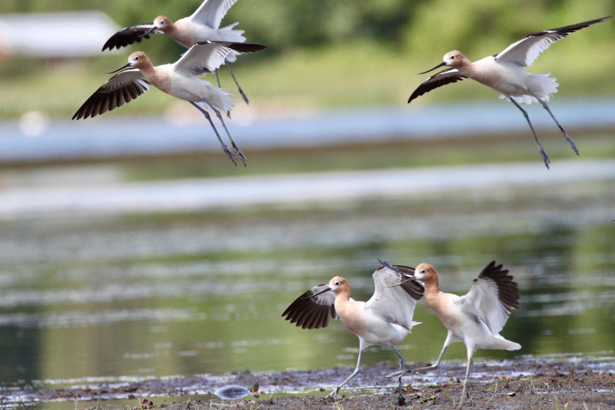 American Avocet - ML465428201