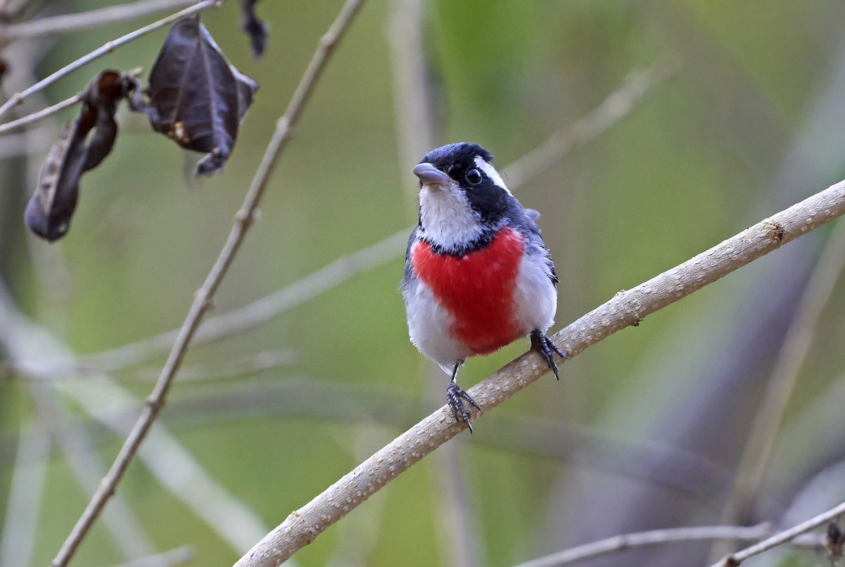 Red-breasted Chat - ML465434201