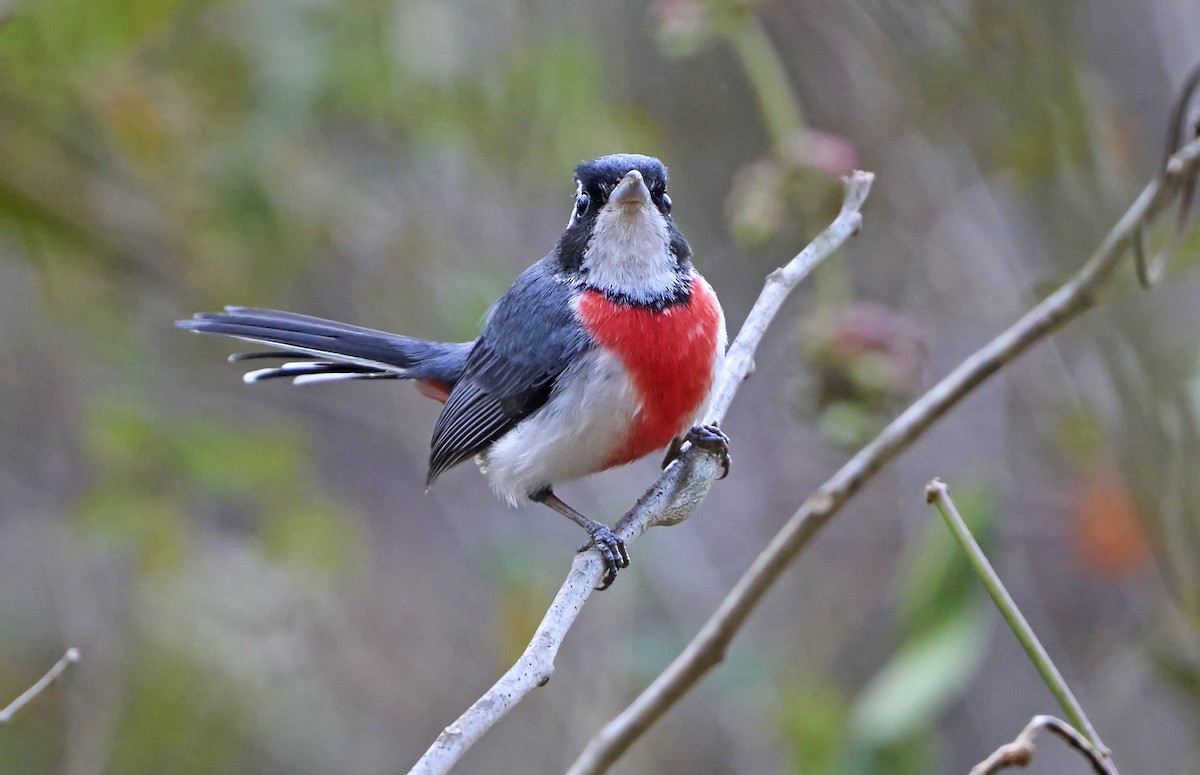 Red-breasted Chat - ML465434301