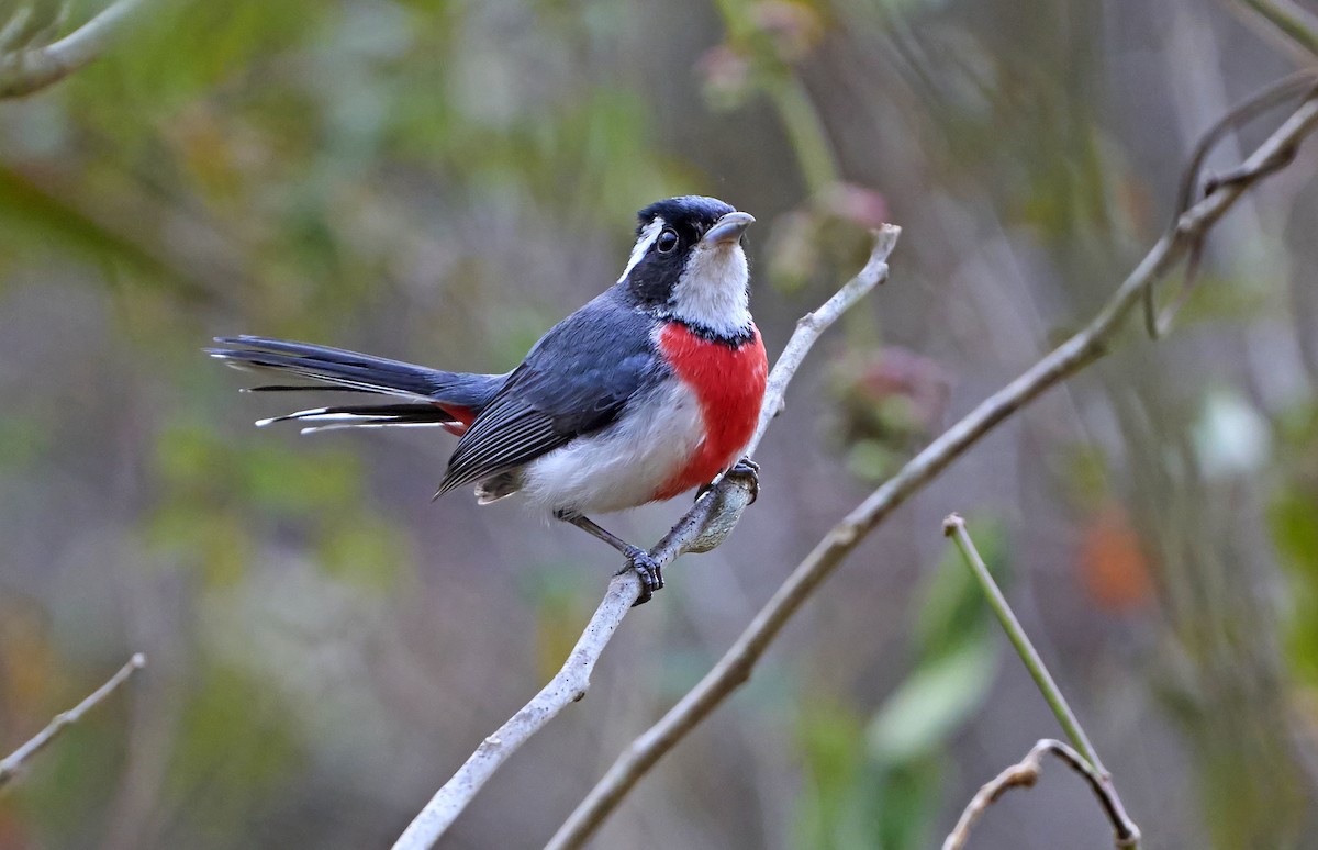 Red-breasted Chat - ML465434321