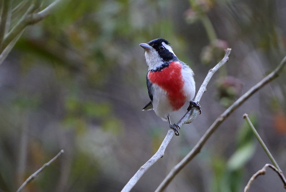 Red-breasted Chat - ML465434461