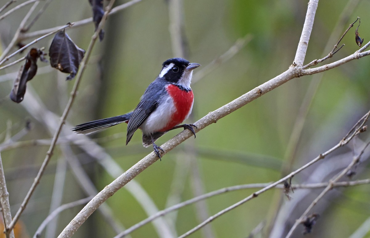 Red-breasted Chat - Daniel López-Velasco | Ornis Birding Expeditions