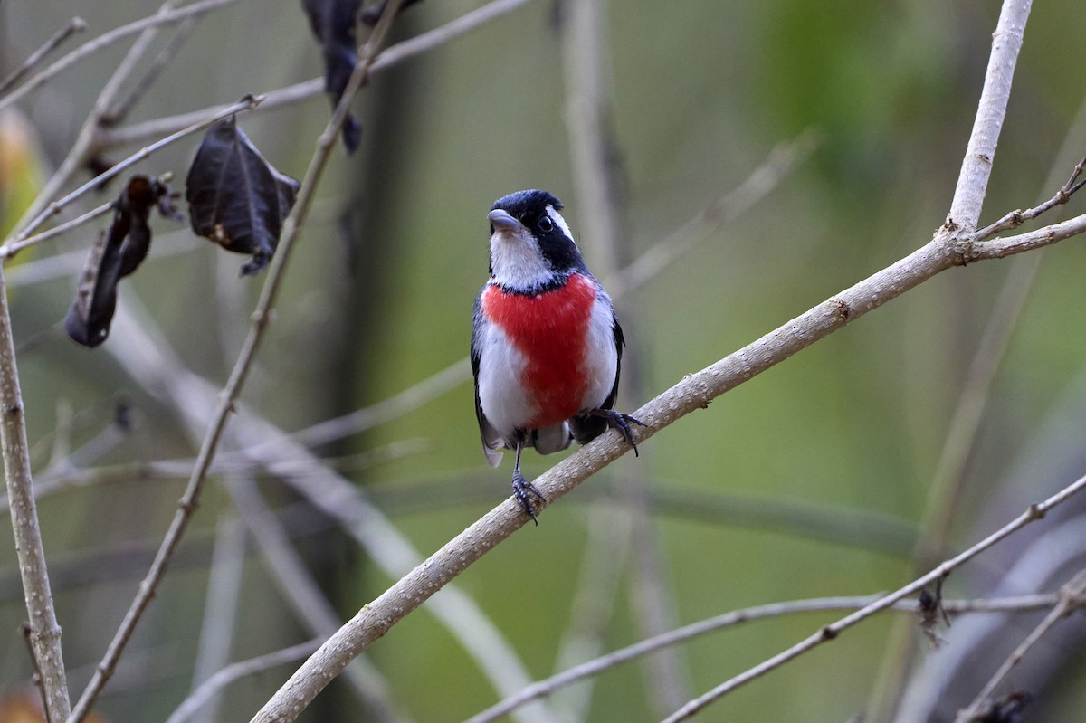 Red-breasted Chat - ML465434551
