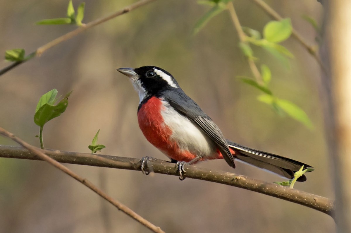 Red-breasted Chat - ML465434861