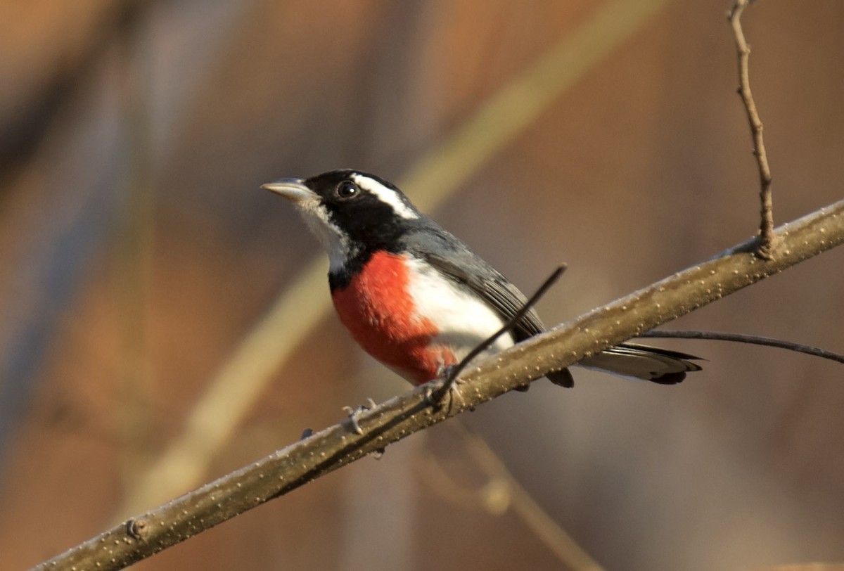 Red-breasted Chat - ML465434871