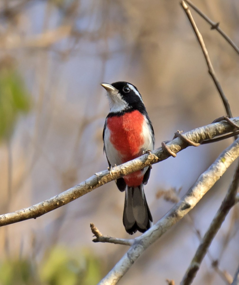 Red-breasted Chat - ML465434881